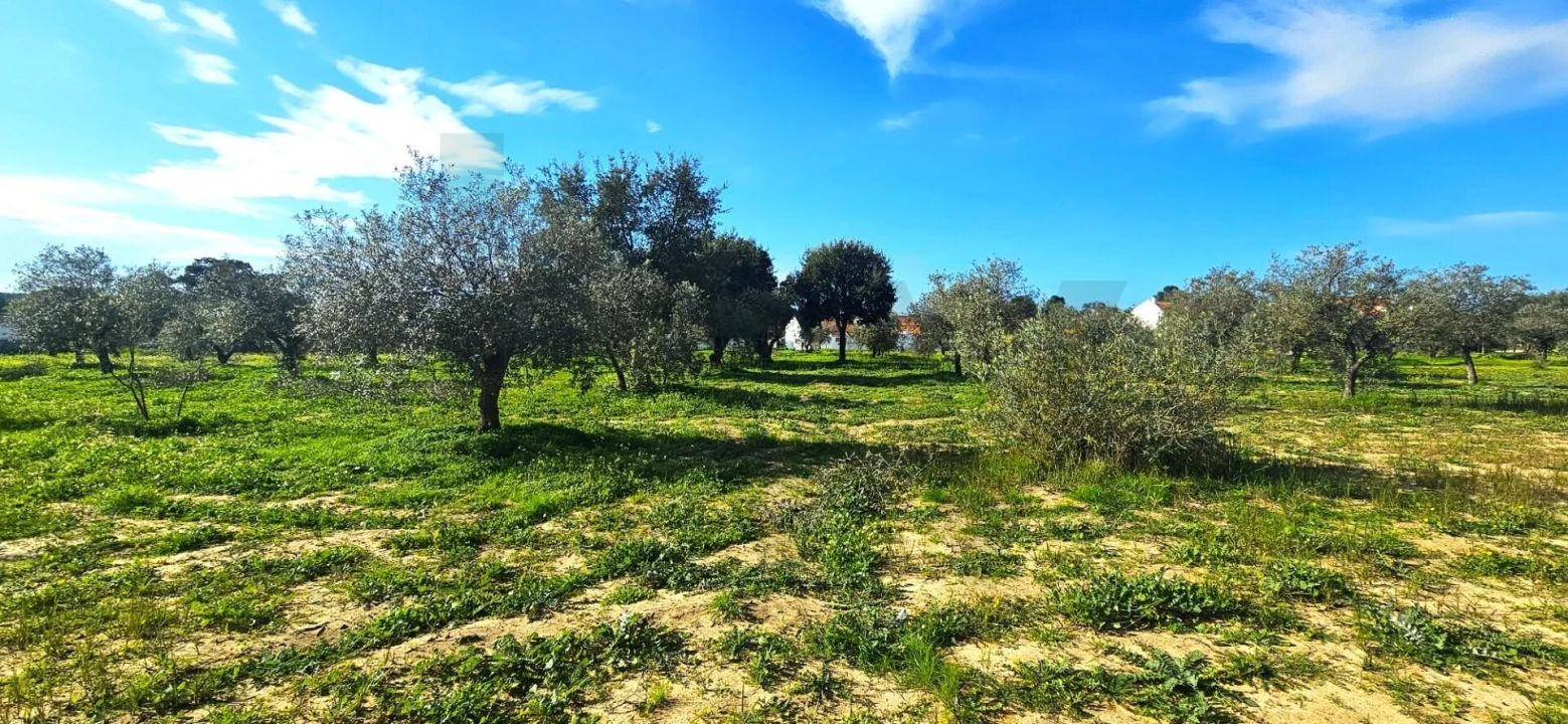 Terreno para Venda em Melides Foto 14