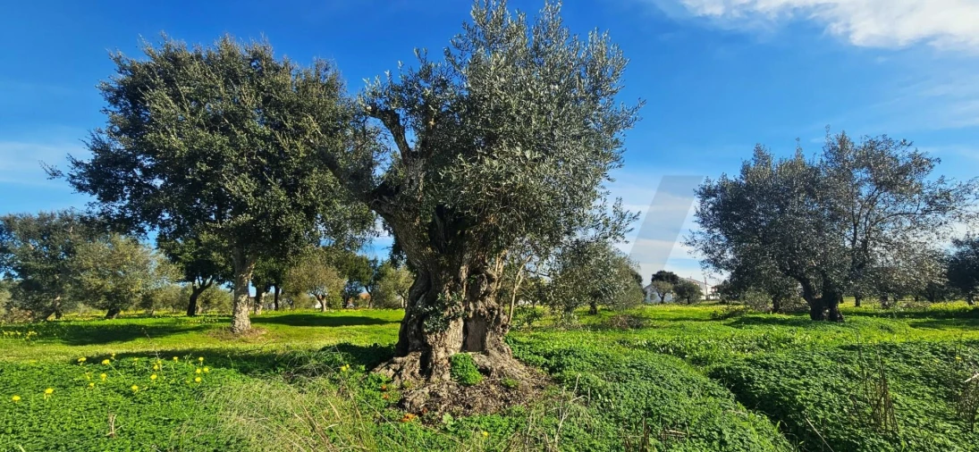 Terreno para Venda em Melides