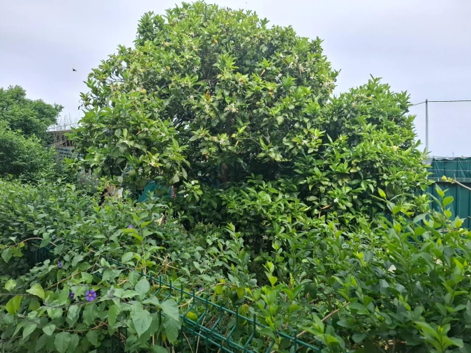 Terreno para Venda em Quinta do Anjo Foto 6