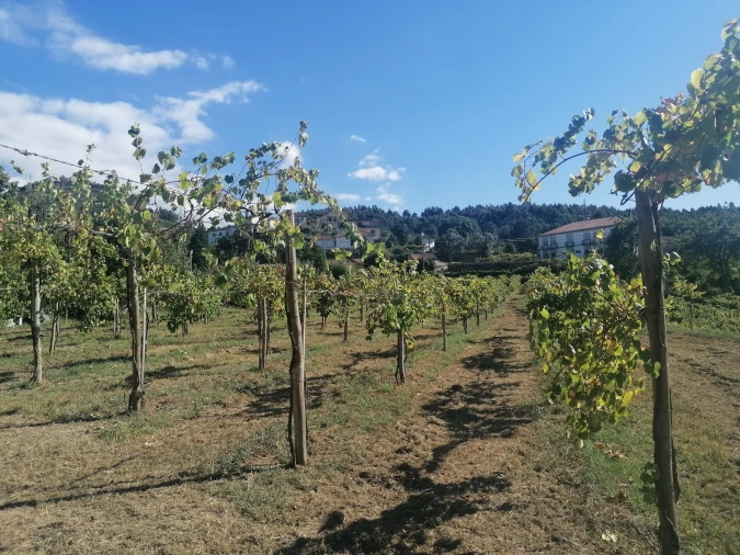 Quinta T3 para Venda em Messegães, Valadares e Sá Foto 15