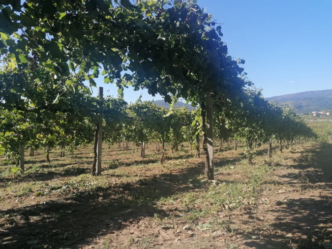 Quinta T3 para Venda em Messegães, Valadares e Sá Foto 14
