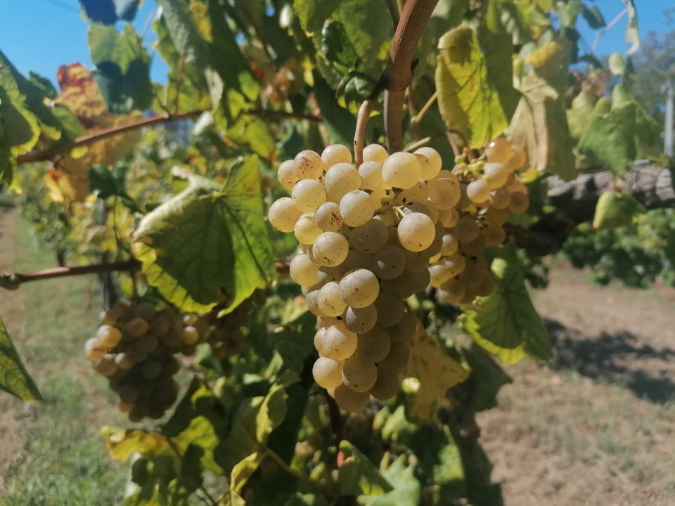 Quinta T3 para Venda em Messegães, Valadares e Sá Foto 12