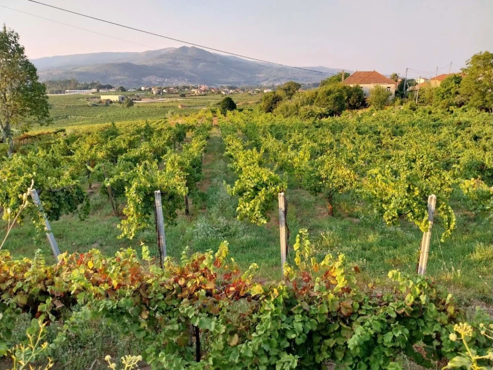 Quinta T3 para Venda em Messegães, Valadares e Sá Foto 10