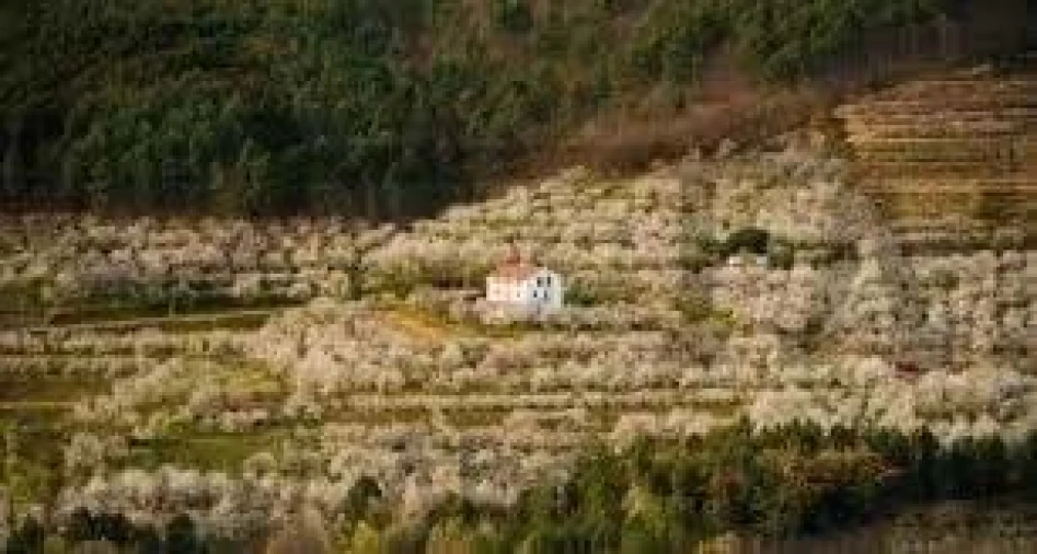 Negócio para Venda em Fundão, Valverde, Donas, A. Joanes, A. Nova Cabo Foto 15