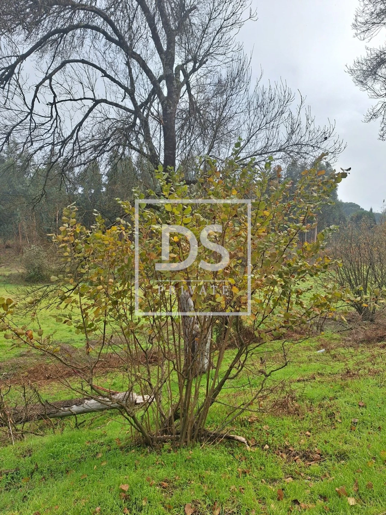 Quinta para Venda em Moimenta da Serra e Vinhó Foto 17