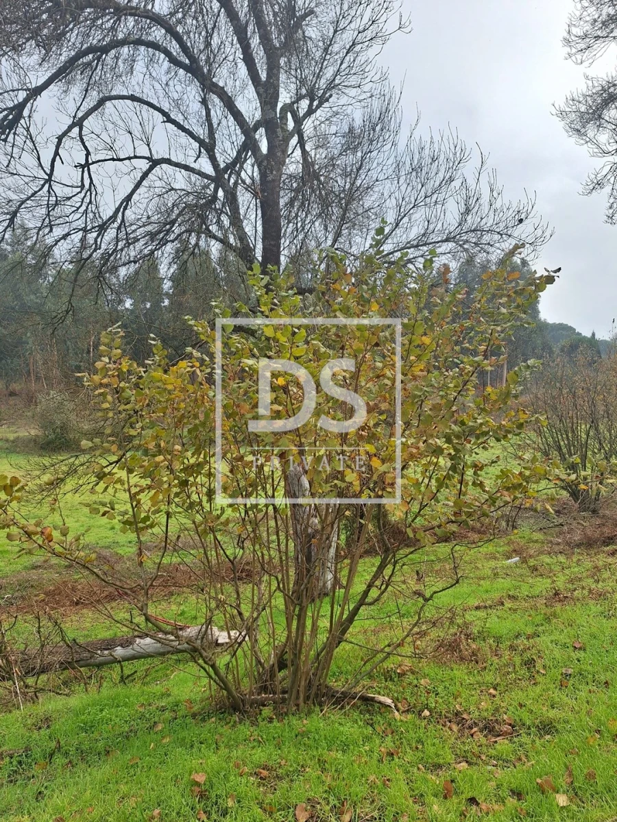 Quinta para Venda em Moimenta da Serra e Vinhó Foto 17