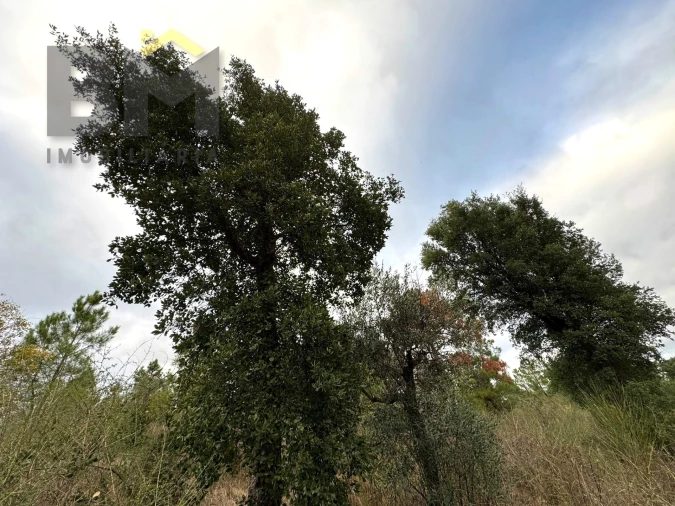 Terreno Agricola ou Rústico para Venda em Salgueiro do Campo Foto 7