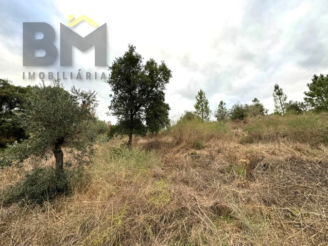 Terreno Agricola ou Rústico para Venda em Salgueiro do Campo Foto 4