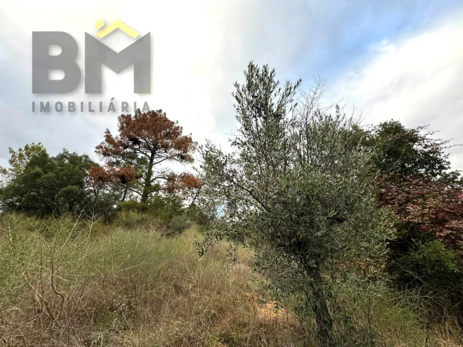 Terreno Agricola ou Rústico para Venda em Salgueiro do Campo Foto 8