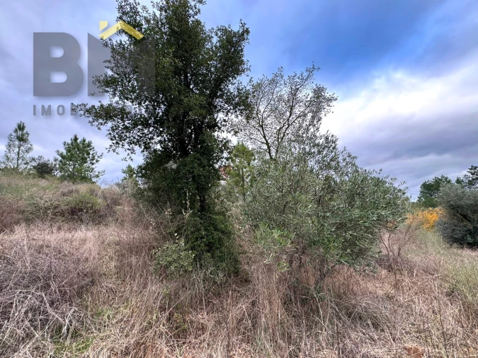 Terreno Agricola ou Rústico para Venda em Salgueiro do Campo Foto 5