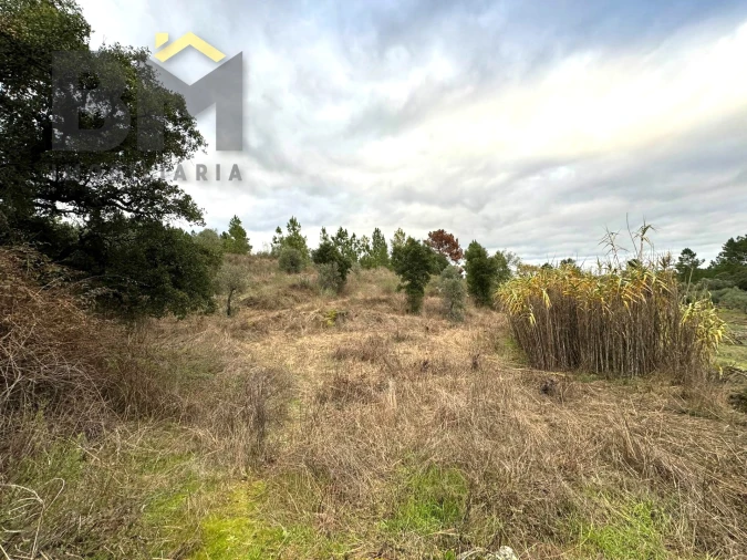 Terreno Agricola ou Rústico para Venda em Salgueiro do Campo Foto 3