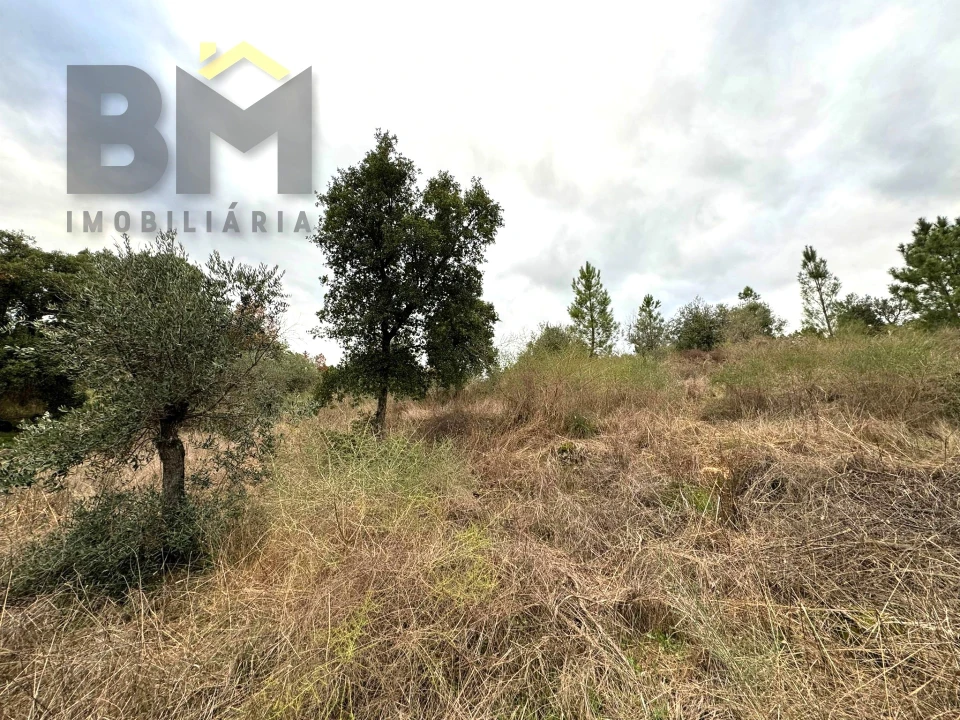 Terreno Agricola ou Rústico para Venda em Salgueiro do Campo Foto 4