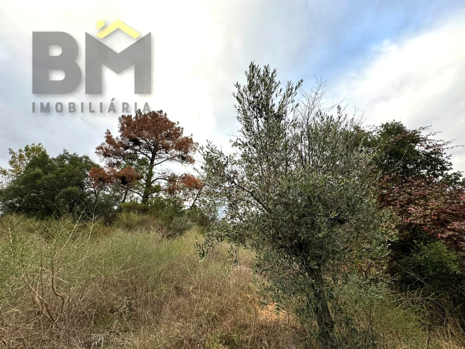Terreno Agricola ou Rústico para Venda em Salgueiro do Campo Foto 8