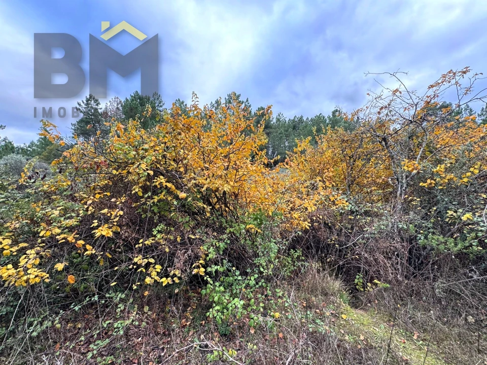 Terreno Agricola ou Rústico para Venda em Salgueiro do Campo Foto 6