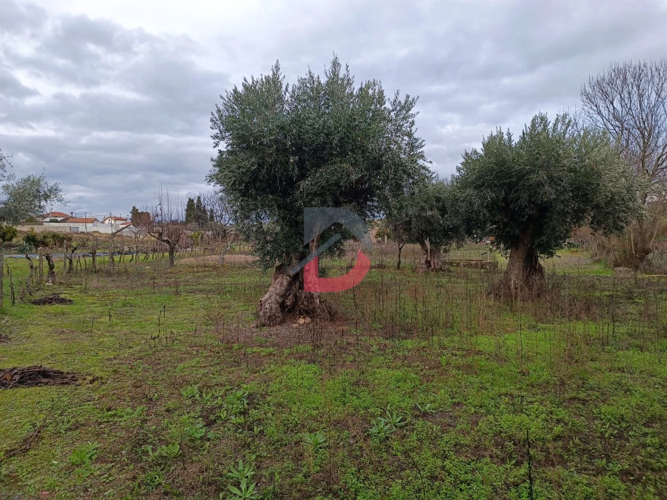 Terreno para Venda em Escalos de Cima e Lousa Foto 11