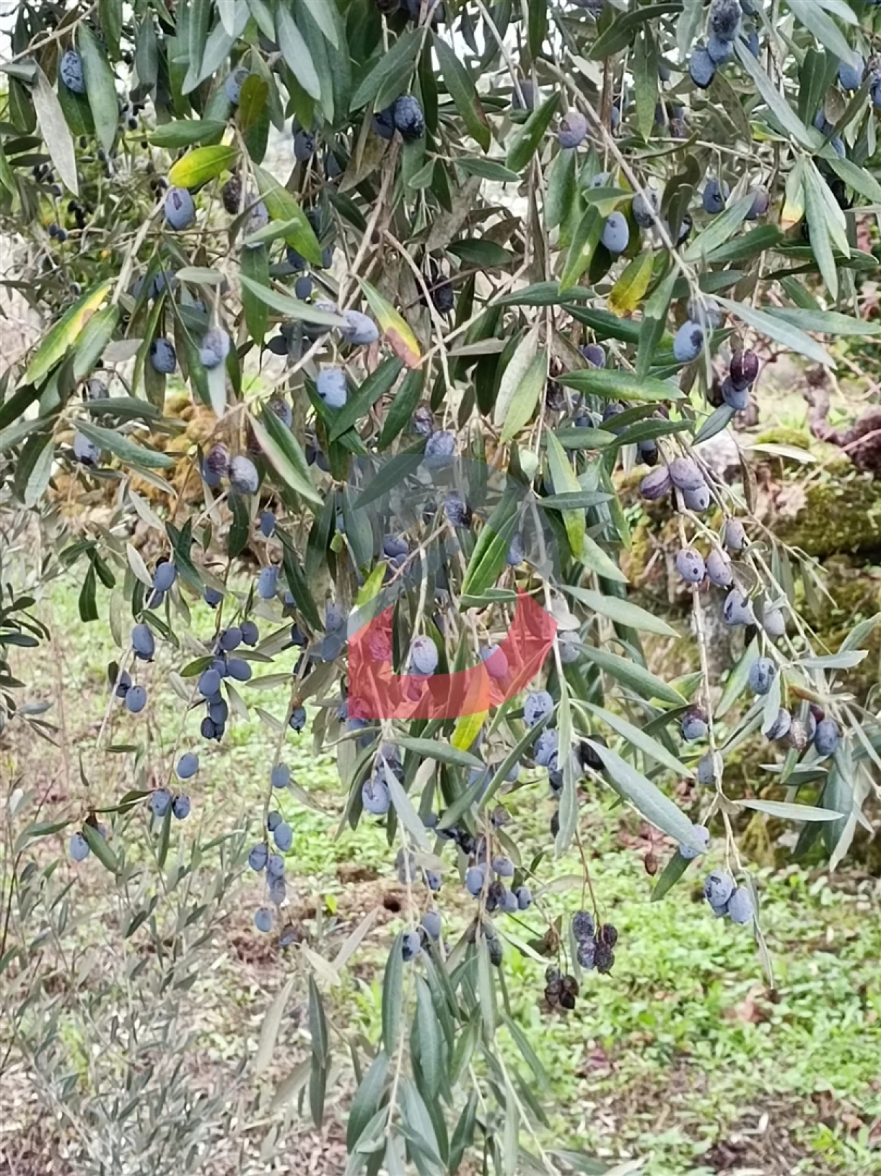Terreno para Venda em Escalos de Cima e Lousa Foto 31