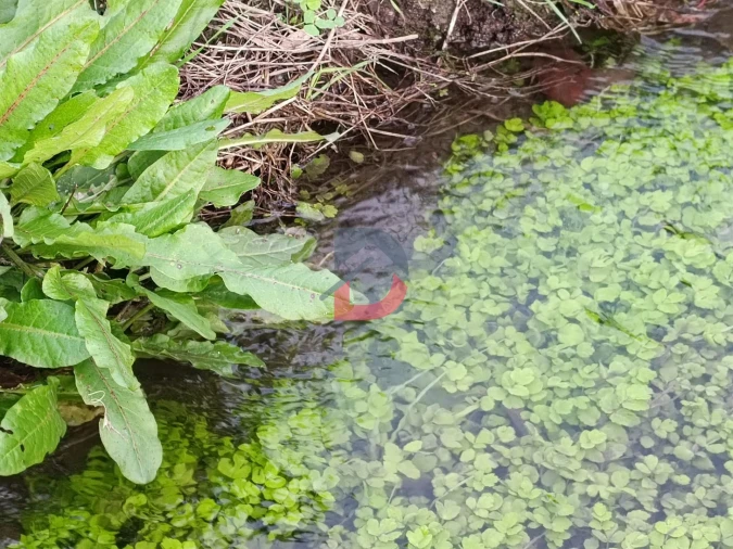 Terreno para Venda em Escalos de Cima e Lousa Foto 14
