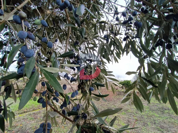 Terreno para Venda em Escalos de Cima e Lousa Foto 15