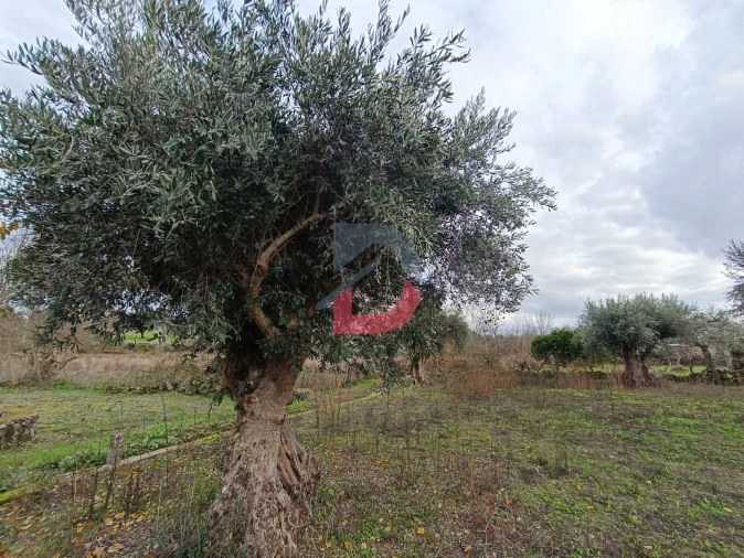Terreno para Venda em Escalos de Cima e Lousa Foto 16