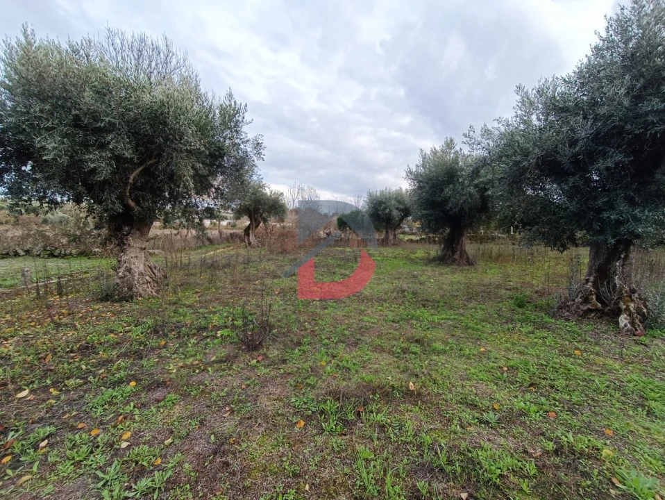 Terreno para Venda em Escalos de Cima e Lousa Foto 13
