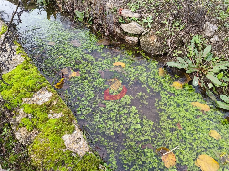 Terreno para Venda em Escalos de Cima e Lousa Foto 17