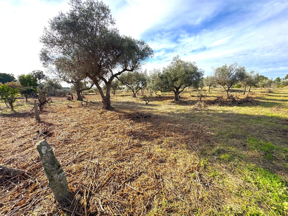 Quinta T1 para Venda em Escalos de Cima e Lousa Foto 16