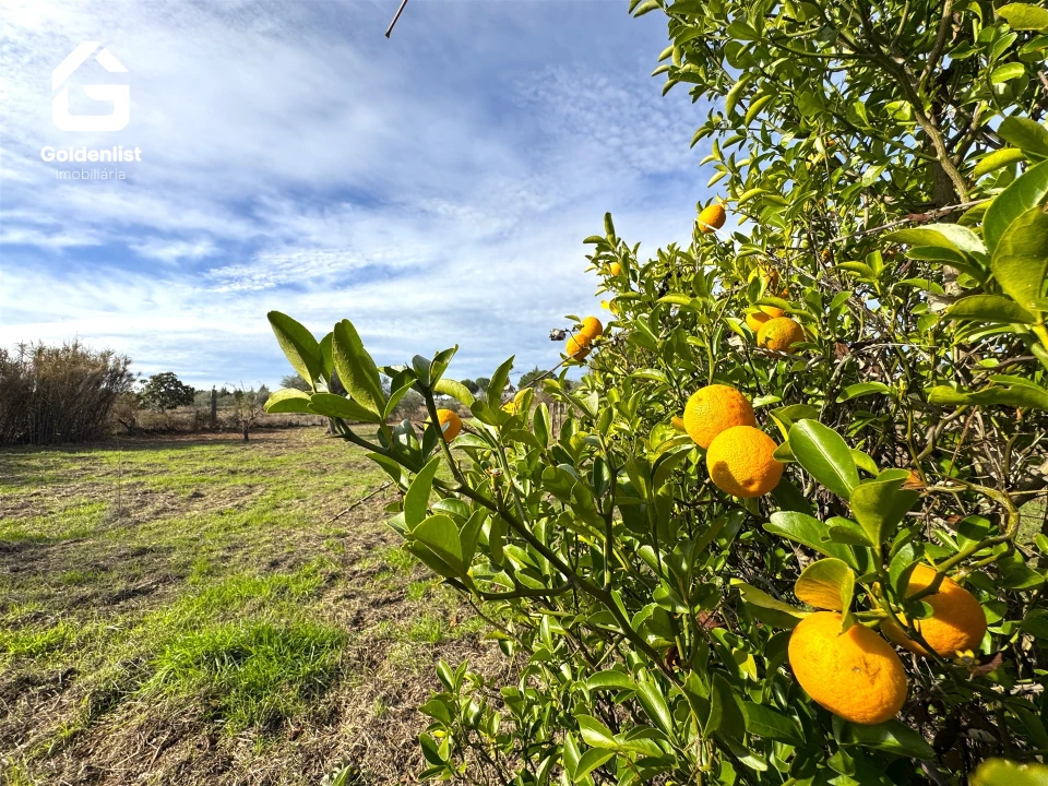 Quinta T1 para Venda em Escalos de Cima e Lousa Foto 18