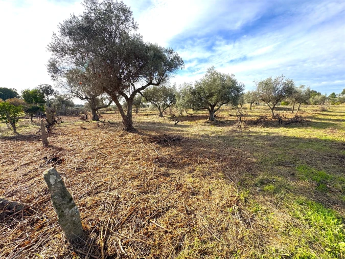 Quinta T1 para Venda em Escalos de Cima e Lousa Foto 16