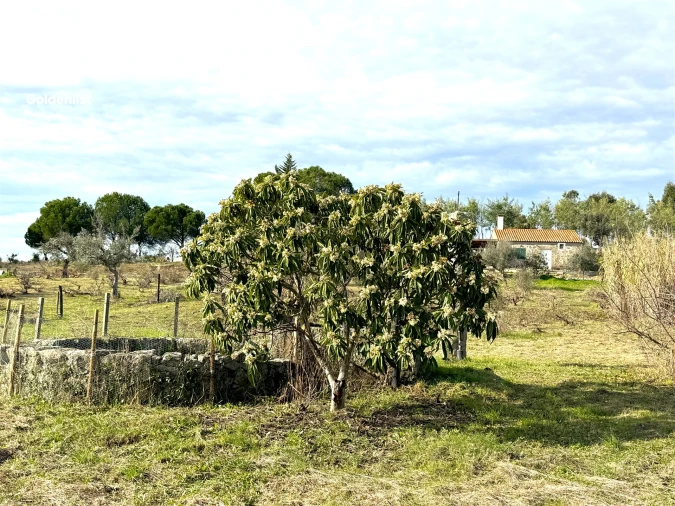 Quinta T1 para Venda em Escalos de Cima e Lousa Foto 26