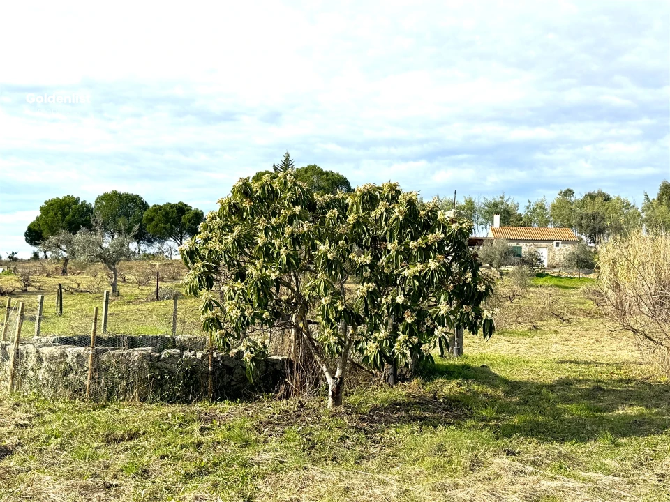 Quinta T1 para Venda em Escalos de Cima e Lousa Foto 26