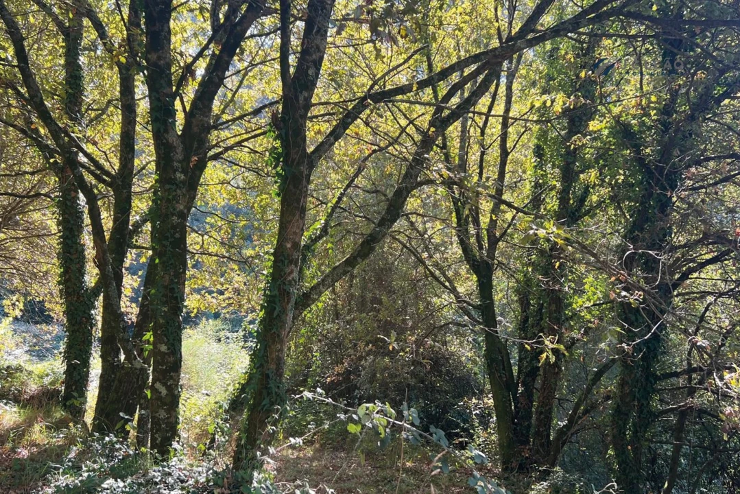 Terreno para Venda em Rebordosa Foto 6