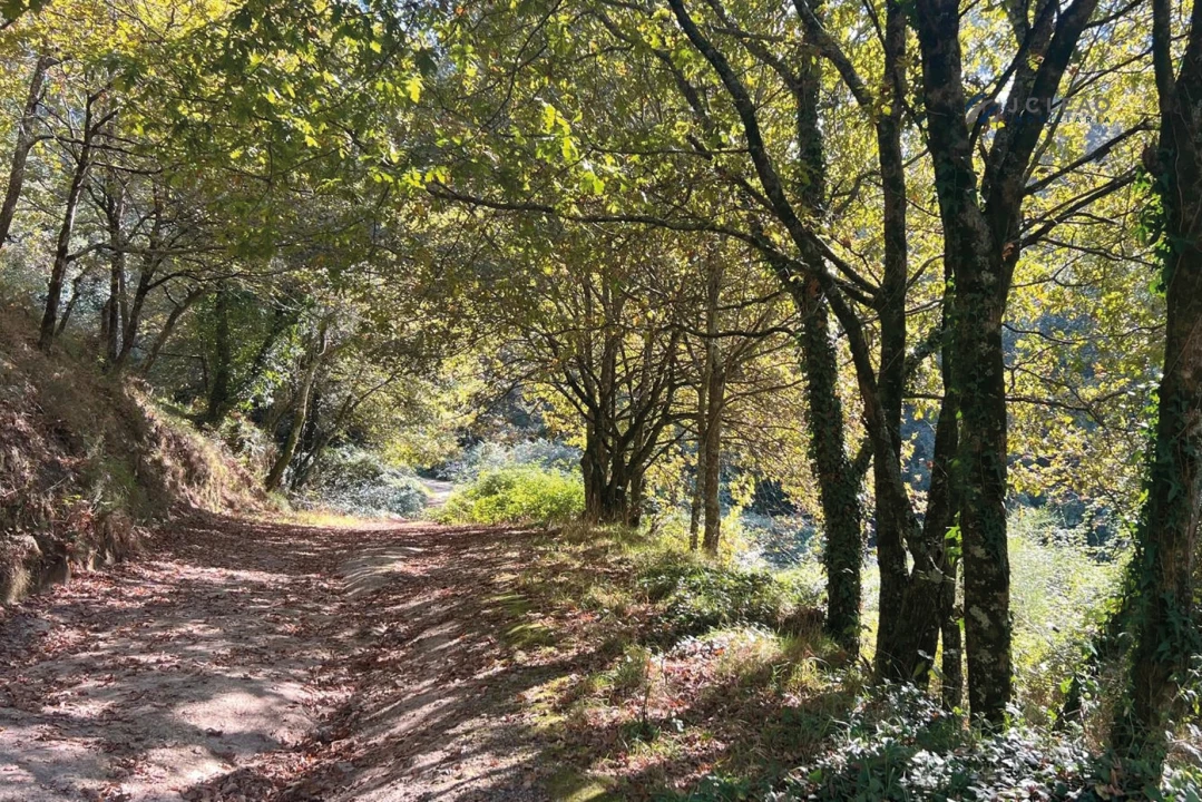 Terreno para Venda em Rebordosa Foto 11