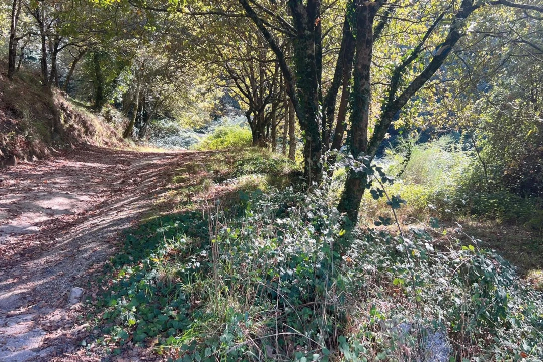 Terreno para Venda em Rebordosa Foto 10