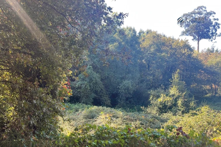 Terreno para Venda em Rebordosa Foto 7