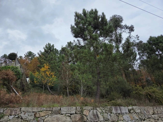 Terreno para Venda em Castro Daire Foto 3