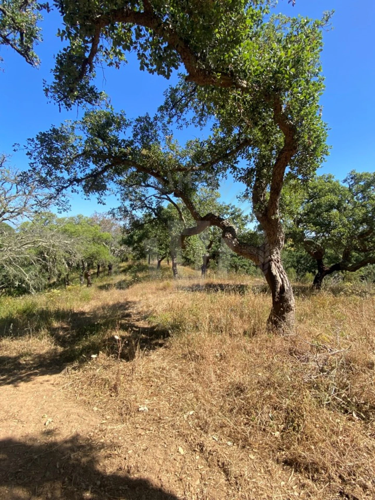 Terreno Agricola ou Rústico para Venda em São Francisco da Serra Foto 4
