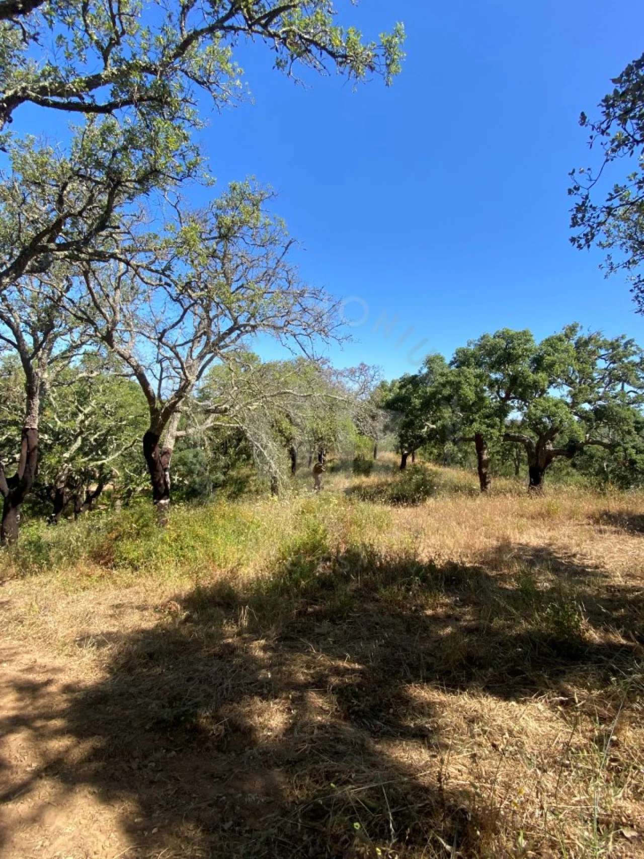 Terreno Agricola ou Rústico para Venda em São Francisco da Serra Foto 5
