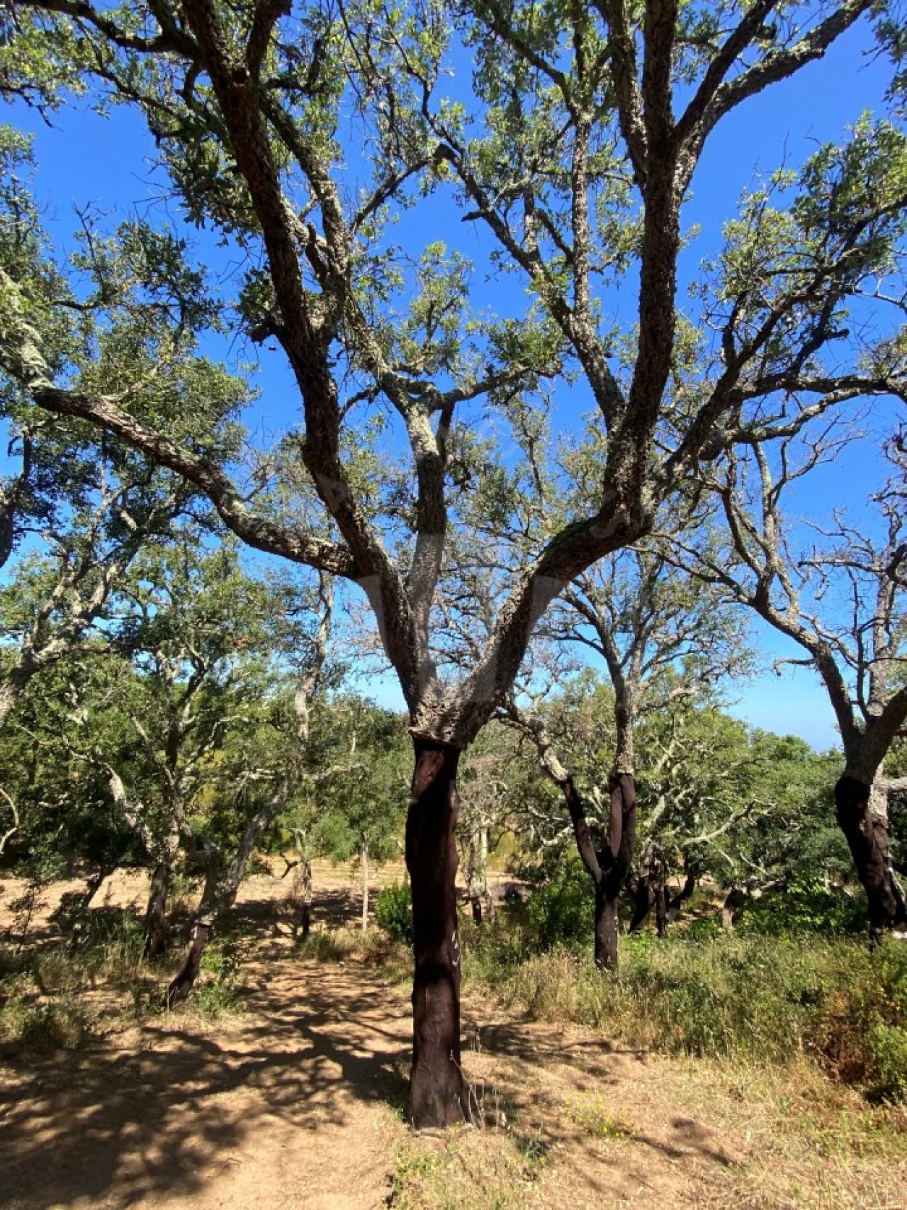 Terreno Agricola ou Rústico para Venda em São Francisco da Serra Foto 8