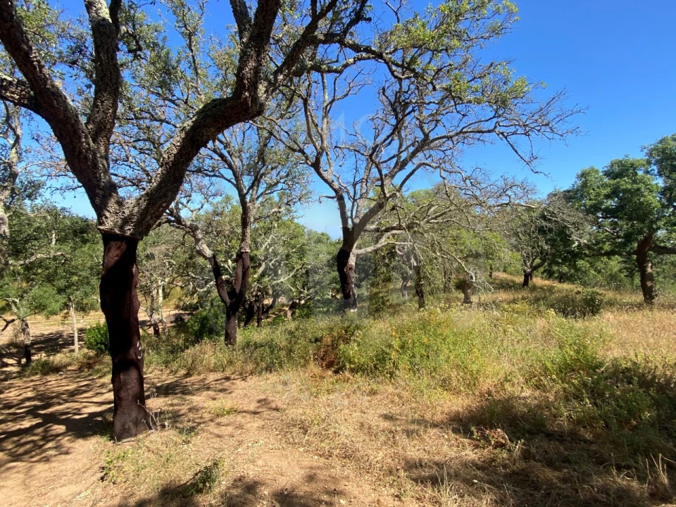 Terreno Agricola ou Rústico para Venda em São Francisco da Serra Foto 9