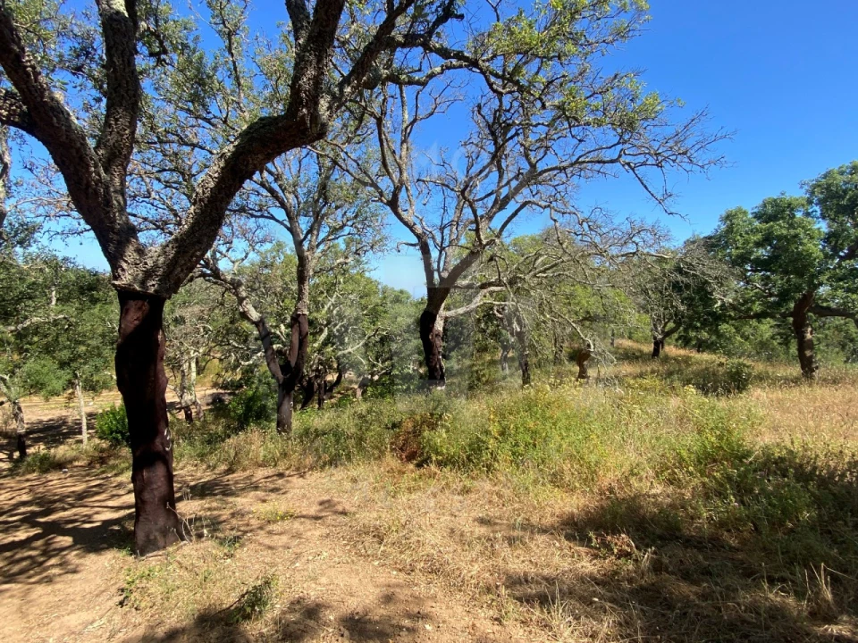 Terreno Agricola ou Rústico para Venda em São Francisco da Serra Foto 10