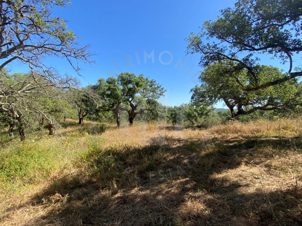Terreno Agricola ou Rústico para Venda em São Francisco da Serra Foto 12