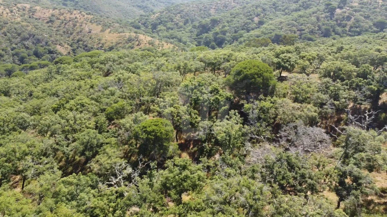 Terreno Agricola ou Rústico para Venda em São Francisco da Serra Foto 16