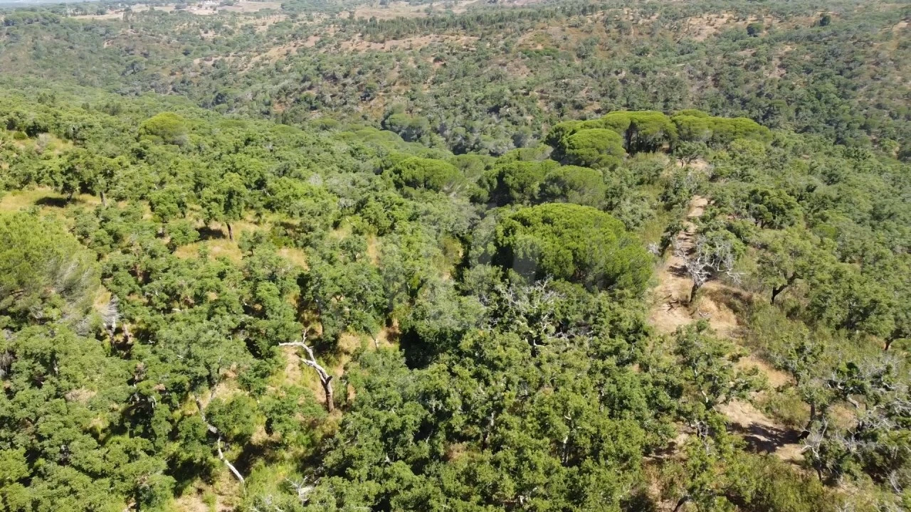 Terreno Agricola ou Rústico para Venda em São Francisco da Serra Foto 17