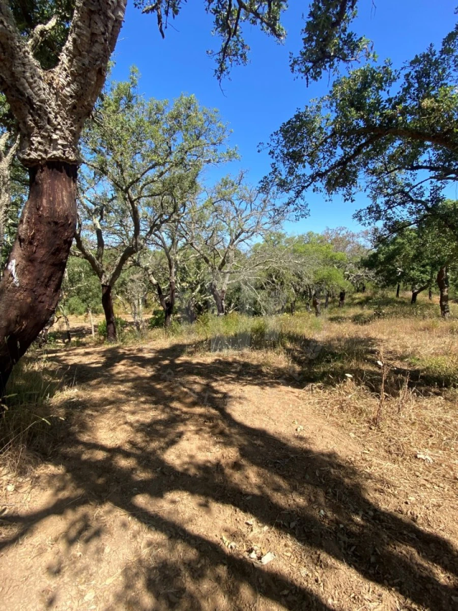 Terreno Agricola ou Rústico para Venda em São Francisco da Serra Foto 2