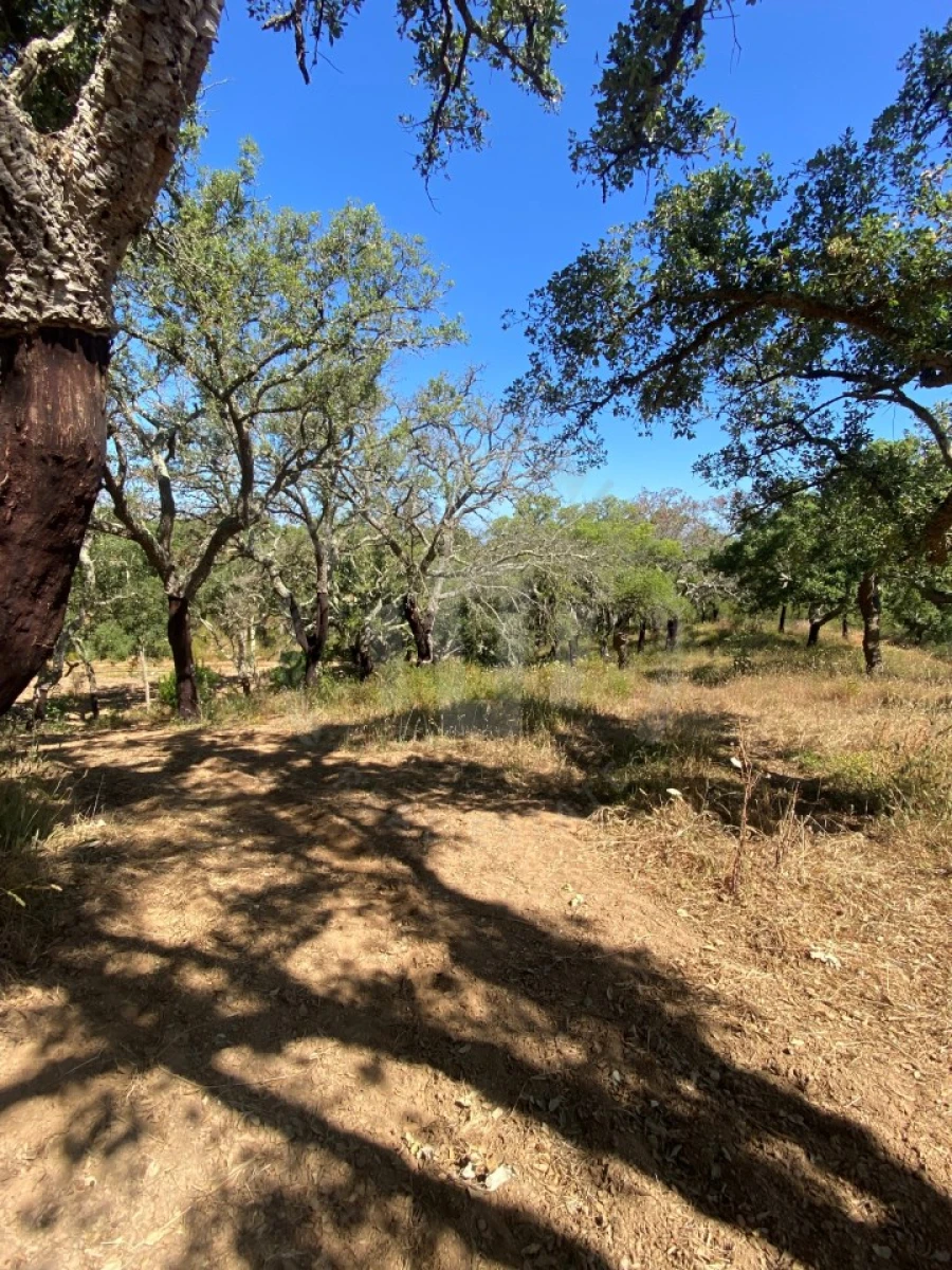 Terreno Agricola ou Rústico para Venda em São Francisco da Serra Foto 3