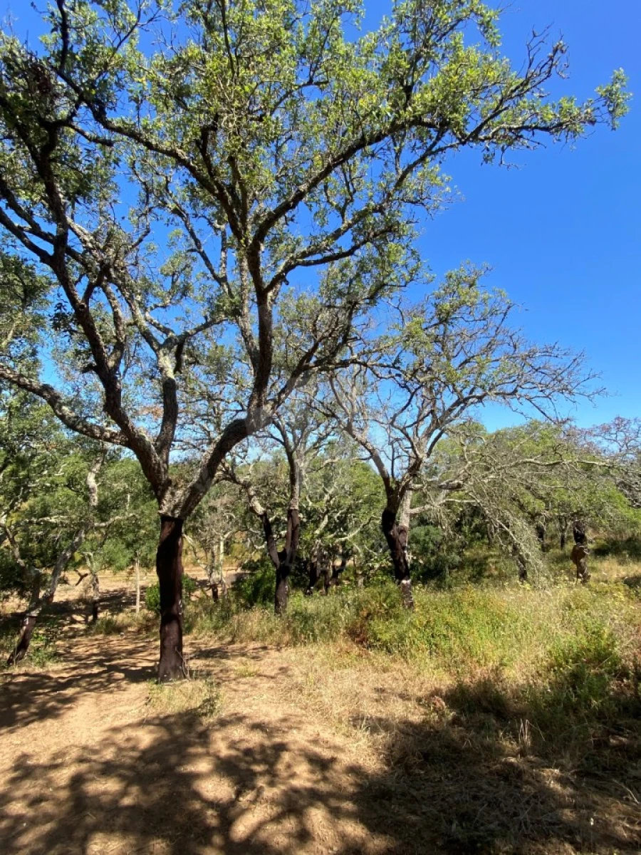 Terreno Agricola ou Rústico para Venda em São Francisco da Serra Foto 6