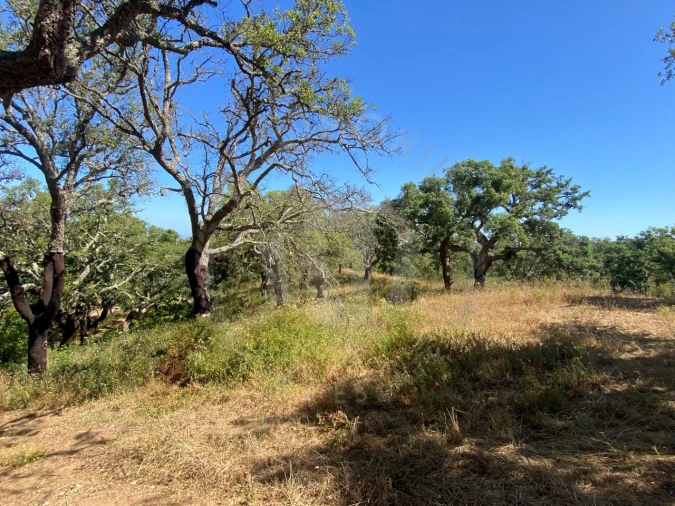 Terreno Agricola ou Rústico para Venda em São Francisco da Serra Foto 11