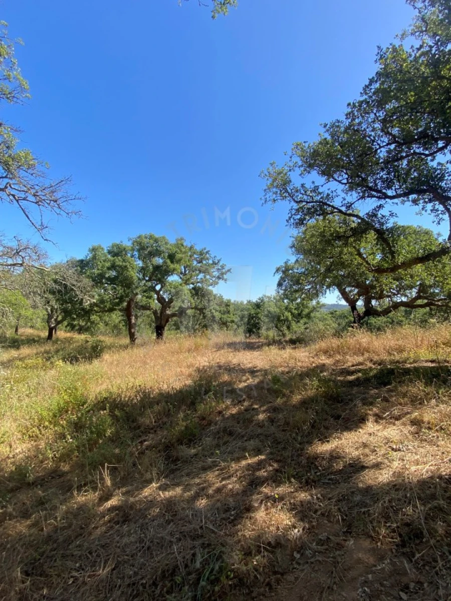 Terreno Agricola ou Rústico para Venda em São Francisco da Serra Foto 13