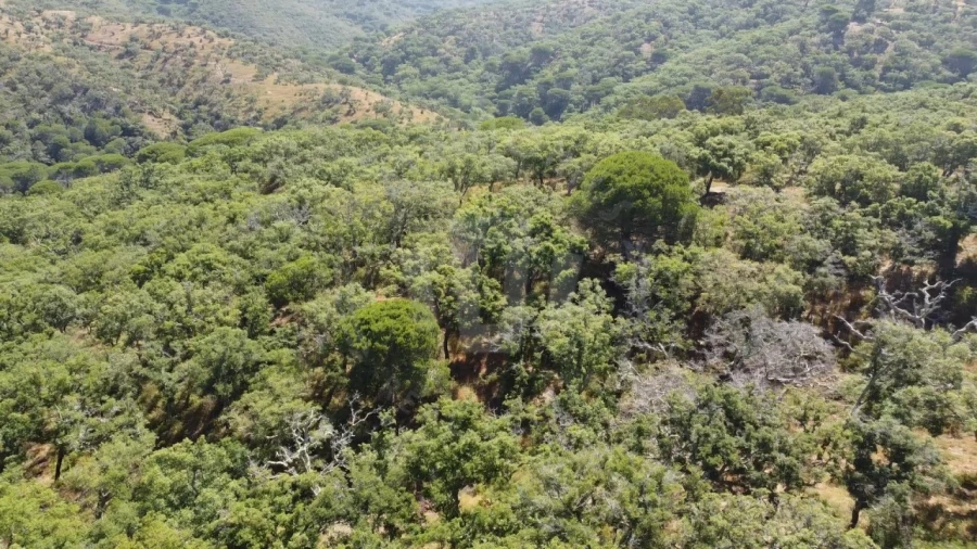 Terreno Agricola ou Rústico para Venda em São Francisco da Serra Foto 16