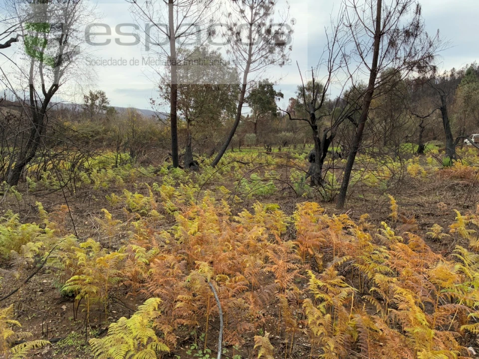 Terreno para Venda em Lavacolhos Foto 8
